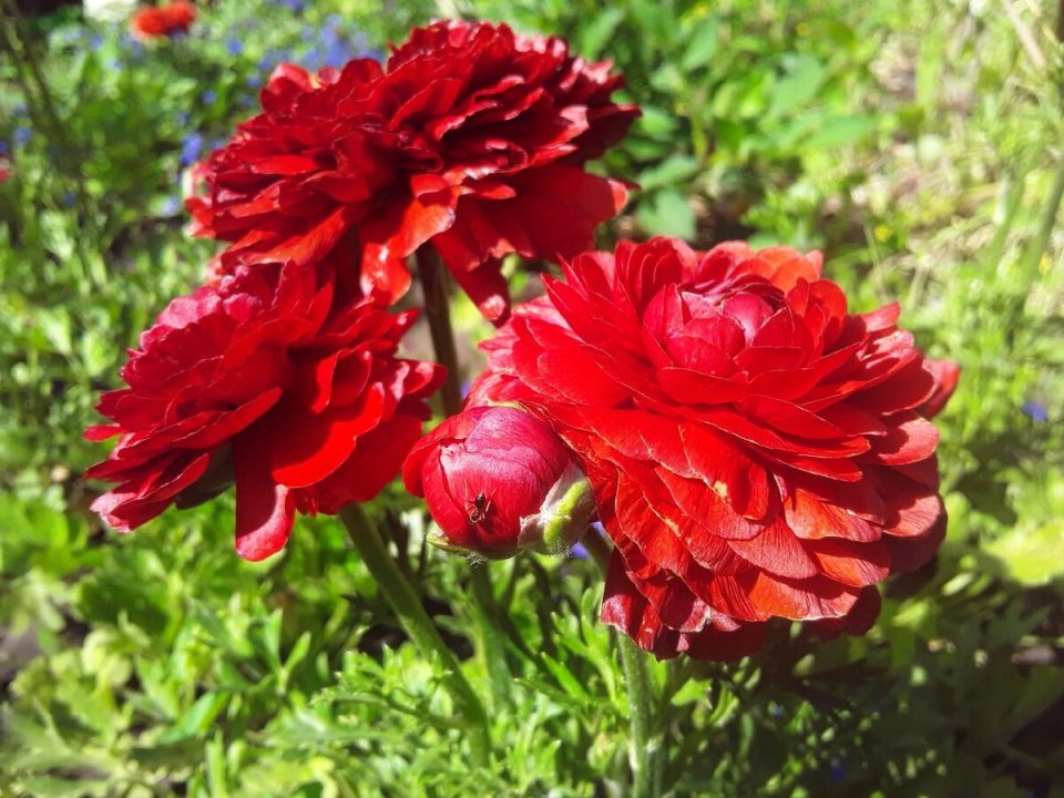 Голова садовая: как добиться удвоенной прибыли, работая в два раза меньше