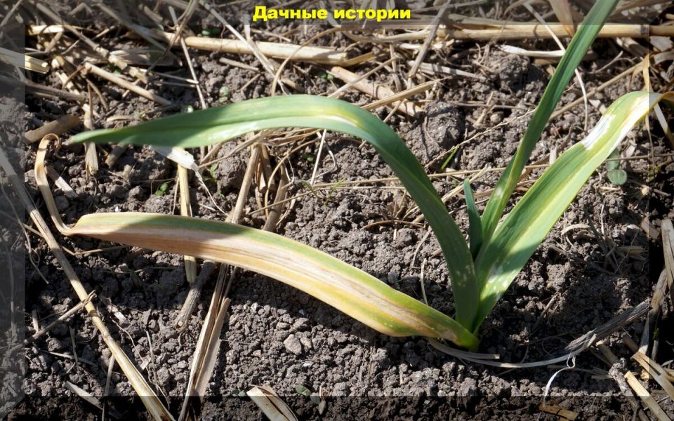 ��� ��������� ������ ������ �� ������ ������� � ��� � ���� ������