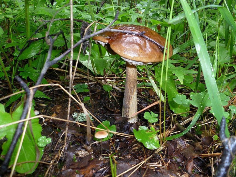 ��� ������� ���������� �����: ������ ���������