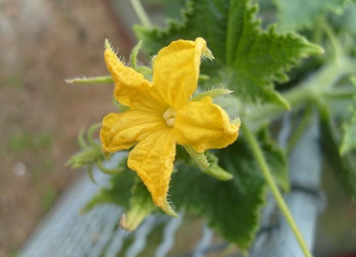 ��� ������� ���������� ������ ������� � ������� ������ �����