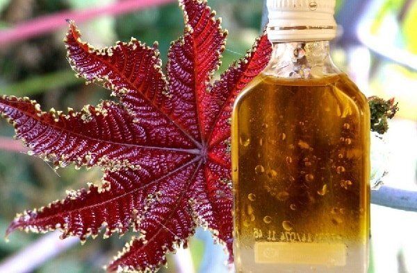 Как касторовое масло борется с папилломами и бородавками