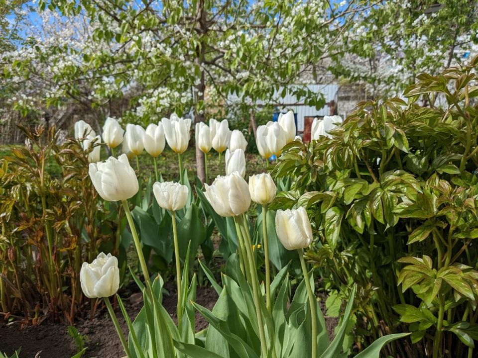 ��������, �������� �� �����: ������� �������� � ����