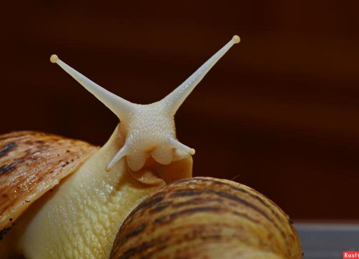 ����������� ����������� ������ ������ ���� �� ������ � �������