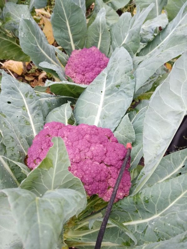 ��� ��������� ������� ������� ��� ������ ������