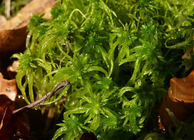 �������: ������������ �������� � ���������� � ����������� ��������