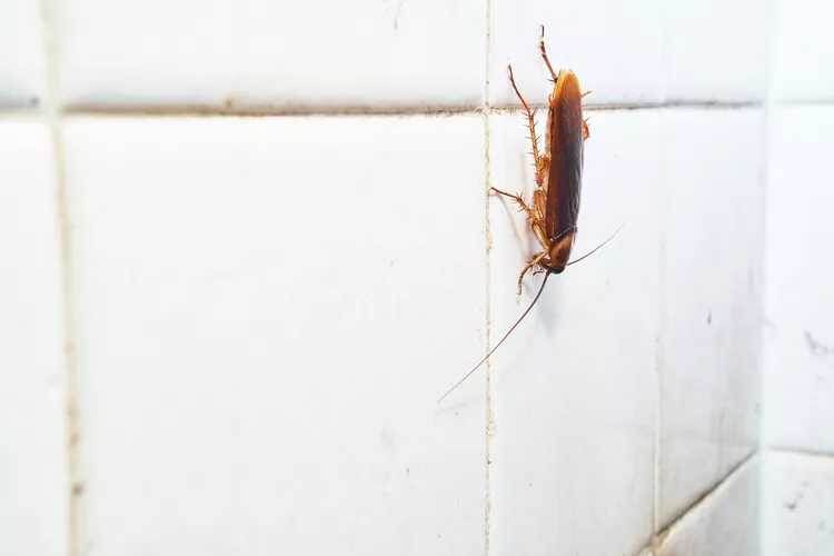 Трудности с тараканами: как справиться с нашествием