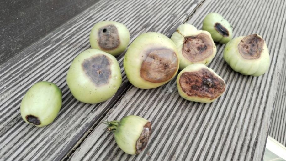 Как предотвратить вершинную гниль помидоров в теплице