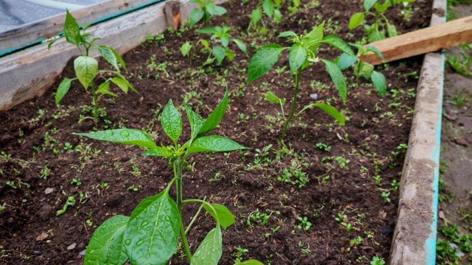 Как отказаться от пикировки сладкого перца и получить здоровые кусты